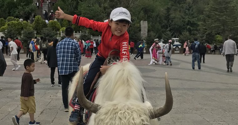 香格里拉白犛牛